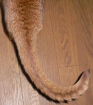tail.JPG
