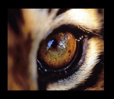 tiger_eye.JPG